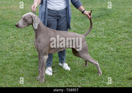 Le poil court mignon vorstehhund weimaraner est debout sur un pré vert avec son propriétaire. Animaux de compagnie. Chien de race pure. Banque D'Images