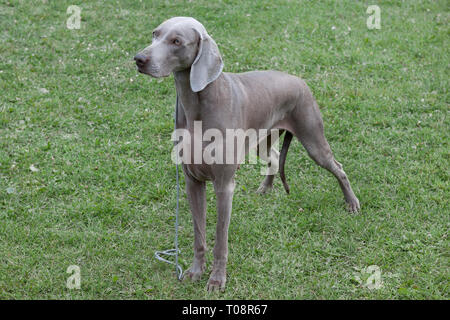 Le poil court mignon vorstehhund weimaraner est debout dans l'herbe verte. Animaux de compagnie. Chien de race pure. Banque D'Images