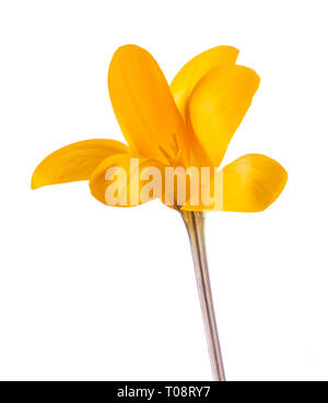 Fleur de Crocus isolated on white Banque D'Images