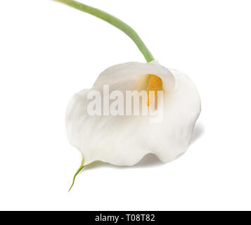 Calla Lily blanc isolé sur fond blanc Banque D'Images