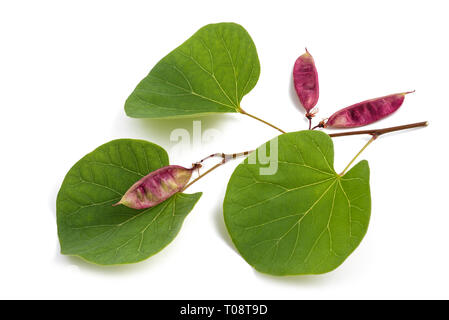 Cercis siliquastrum arbre de Judée( ) branche avec feuilles et fruits isolated on white Banque D'Images