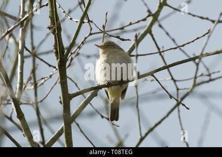 Un grosbec casse-noyaux (Phylloscopus collybita) oiseau dans un arbre au cours du mois de mars. Chiffchaffs sont migrateurs les fauvettes, et venir au Royaume-Uni au printemps pour se reproduire. Banque D'Images