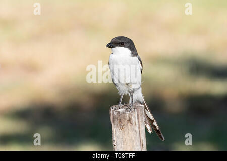 Le sud de l'exercice financier, politique financière ou fiscale migratrice (Lanius collaris) aka Butcher Bird ou Jackie Hangman perché sur poteau en bois, Western Cape, Afrique du Sud Banque D'Images