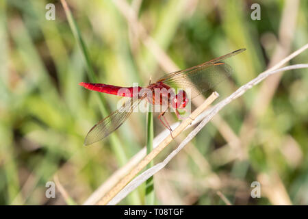 Large mâle Crocothemis erythraea libellule écarlate () perchés sur des rameaux, Western Cape, Afrique du Sud, fin de l'été, red dragonfly Banque D'Images