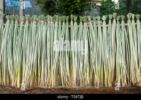 Cyperus imbricatus ou roseau séché fait tapis reed Banque D'Images