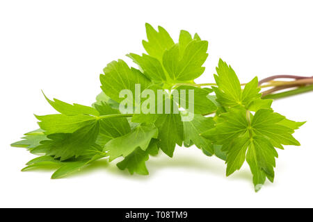 Livèche (Levisticum officinale fraîche) isolé sur fond blanc Banque D'Images