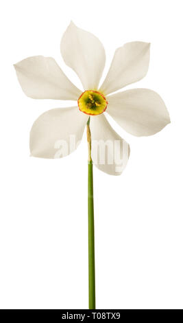La jonquille (Narcissus poeticus blanc) isolé sur fond blanc Banque D'Images