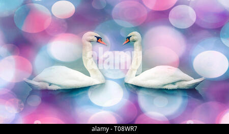 Paire swan ; abstract love concept Banque D'Images