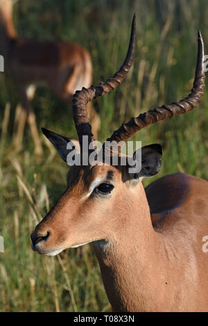 Impala (Aepyceros melampus). Seul le mâle a l'impressionnant cornes courbes, qu'on voit ici, qui sont utilisées pour l'affichage et se bat avec ses rivaux. Impala hab Banque D'Images