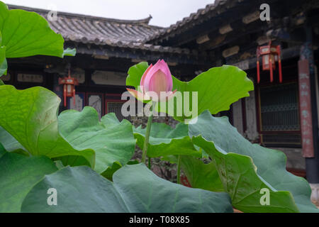 Rose Fleur fleur de lotus sacré (Nelumbo nucifera) photographié à Zhu family house, Jianshui Ancienne Ville, Province du Yunnan, en Chine en septembre Banque D'Images