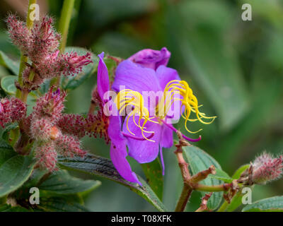 Gros plan de fleurs sauvages mauves. Yuanyang County, Honghe, Préfecture de la province de Yunnan, Chine, le long de la rivière Rouge. Photographié en Septembre Banque D'Images