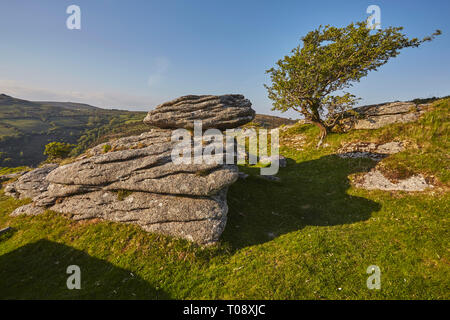 Un arbre d'aubépine noueux avec les rochers de granit, sur un banc, près de Tor Holne, Dartmoor National Park, Devon, Grande Bretagne. Banque D'Images