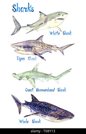 Ensemble des espèces de requins : Blanc, Tigre, Grand requin marteau et le requin-baleine, isolé sur fond blanc peint à la main, avec l'illustration à l'aquarelle Banque D'Images