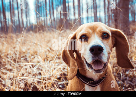 Funny portrait de pure race chien beagle. Les grandes oreilles à l'écoute ou entendre concept. Beagle close up smiling face. Chien heureux. Banque D'Images