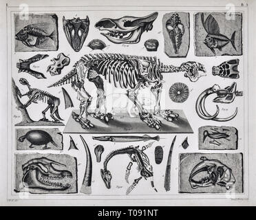 Les photos 1849 Imprimer - Atlas des fossiles préhistoriques et les squelettes de la période du pléistocène et Holoscene y compris le Megatherium, Glyptodon, Mammouth et autres. Banque D'Images