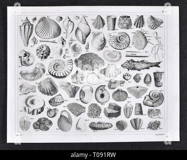 Les photos 1849 Imprimer - Atlas des fossiles préhistoriques de la période Paléozoïque y compris des coquillages brachiopodes, trilobites, Ammonites, des coraux et autres créatures marines Banque D'Images