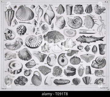 Les photos 1849 Imprimer - Atlas des fossiles préhistoriques de la période Paléozoïque y compris des coquillages brachiopodes, trilobites, Ammonites, des coraux et autres créatures marines Banque D'Images