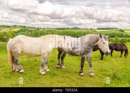 Close up de blanc et deux chevaux percherons français pommelé, province du Perche, France Banque D'Images