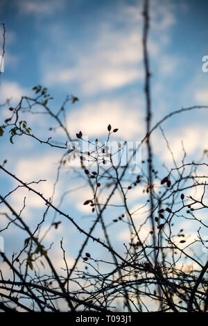 Dog rose silhouette au coucher du soleil Banque D'Images