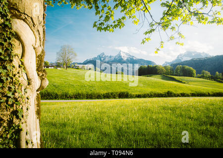Belle vue sur le paysage de montagne alpin idyllique de fleurs de prairies et snowcapped mountain peaks sur une belle journée ensoleillée avec ciel bleu au printemps Banque D'Images