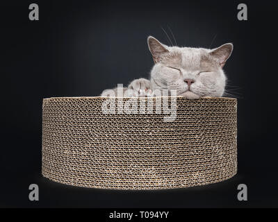 British Shorthair lilas solides adultes dormant dans chat panier carton, fermé les yeux. isolé sur fond noir. Une patte sur le bord du panier. Banque D'Images