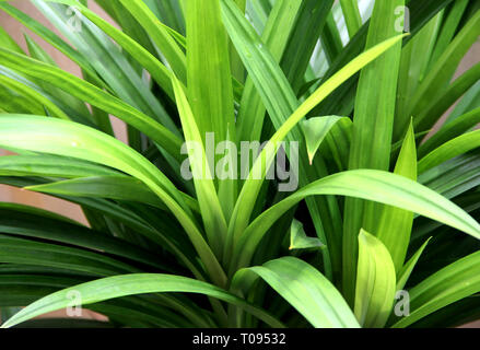 Feuilles de Pandan Banque D'Images