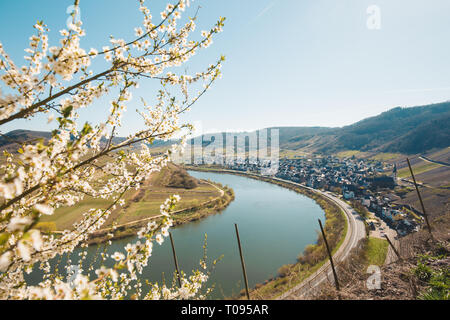 Vue panoramique sur la célèbre navire de Moselle à Moselschleife avec la ville historique de Bremm sur une belle journée ensoleillée avec ciel bleu au printemps, Banque D'Images