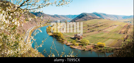 Vue panoramique sur la célèbre navire de Moselle à Moselschleife avec la ville historique de Bremm sur une belle journée ensoleillée avec ciel bleu au printemps, Banque D'Images