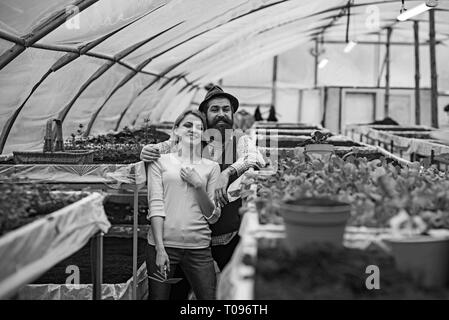 Couple de fleuristes travaillant en serre. Hipster en chapeau avec longue barbe blonde serrant dame en rose cardigan debout entre les rangées de boîtes avec Banque D'Images