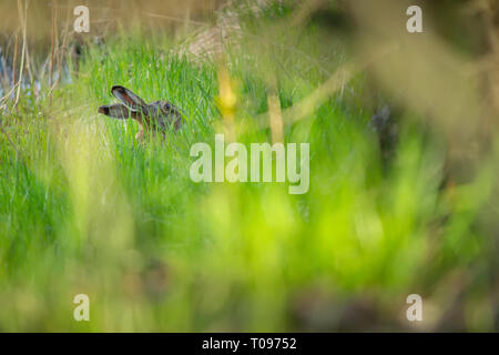 Europe lièvre regarder et écouter attentivement pour yeux preditor camouflé dans l'herbe haute. Knivsta, Sweden. Banque D'Images