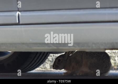 Lièvre de montagne sauvages se cacher de la présence humaine en vertu d'un cadre de la voiture dans le parking. Les lièvres variables sont utilisées pour faire paître dans la pelouse du parking. Banque D'Images