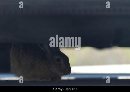 Wild Mountain hare camouflée sous un châssis de la voiture dans le parking de la ville. Les lièvres variables sont utilisées pour faire paître dans la pelouse du parking. Banque D'Images