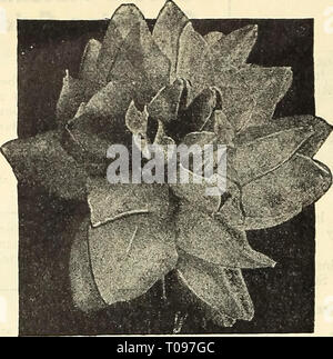 Dreer guide de plantation d'automne 1944 Banque D'Images