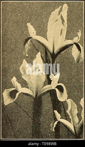 Dreer guide de plantation d'automne 1944 Banque D'Images