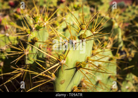 Macro Close up detail de crampons sur un cactus, Opuntia, Tenerife, Canaries, Espagne Banque D'Images