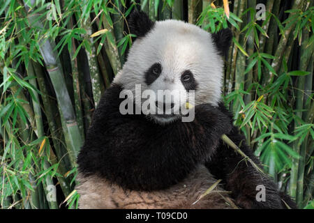 Les jeunes deux ans grand panda (Ailuropoda melanoleuca) cub manger manette en forêt de bambou Banque D'Images