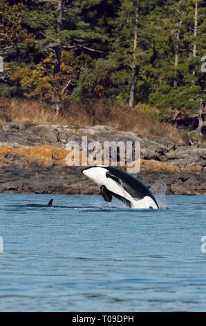 L'Orque sautant hors de l'eau avec les jeunes en face de baleine-Victoria, Colombie-Britannique, Canada. Banque D'Images