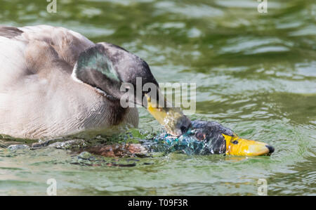 Paire de Drake les Canards colverts (Anas platyrhynchos) se battre avec un autre sur l'eau, poussant sa tête sous l'eau en hiver dans la région de West Sussex, UK. Banque D'Images