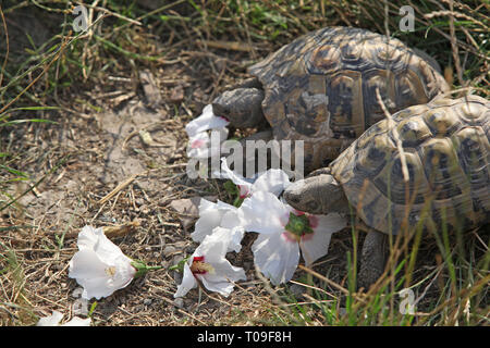 Deux tortues nice fleurs blanc manger à l'extérieur Banque D'Images