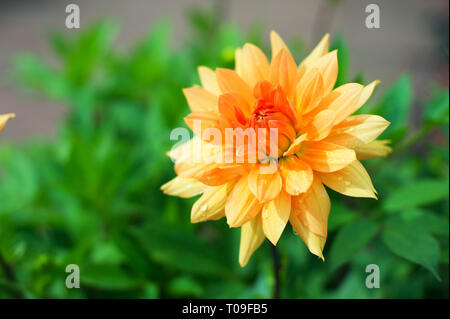 Dahlia fleurs dans le jardin. Banque D'Images