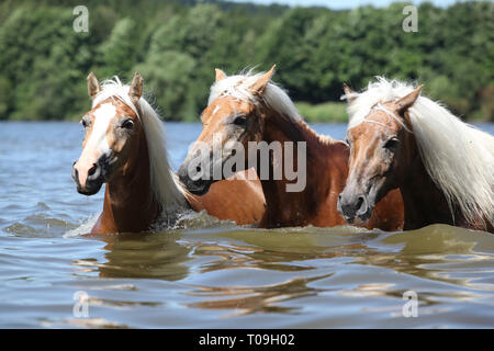 Lot de chevaux chestnut blonde natation dans l'eau Banque D'Images