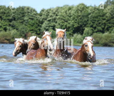 Lot de chevaux châtaignier nice natation dans l'eau Banque D'Images