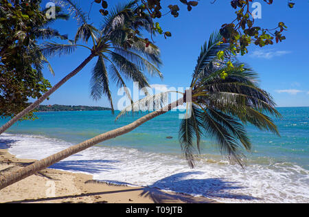 Crooked palmier, Lamai Beach, Koh Samui, Golfe de Thailande, Thaïlande Banque D'Images