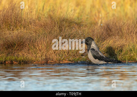 Hooded Crow - dans la baignoire Banque D'Images