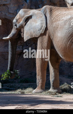 VALENCIA, Espagne - 26 février : à l'éléphant d'Afrique dans le Bioparc Valencia Espagne le 26 février 2019 Banque D'Images