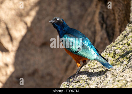 VALENCIA, Espagne - 26 février : Superbe Spreo Starling (Lamprotornis superbus) au Bioparc de Valence Espagne le 26 février 2019 Banque D'Images