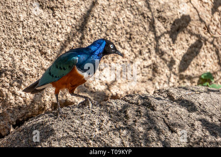 VALENCIA, Espagne - 26 février : Superbe Spreo Starling (Lamprotornis superbus) au Bioparc de Valence Espagne le 26 février 2019 Banque D'Images