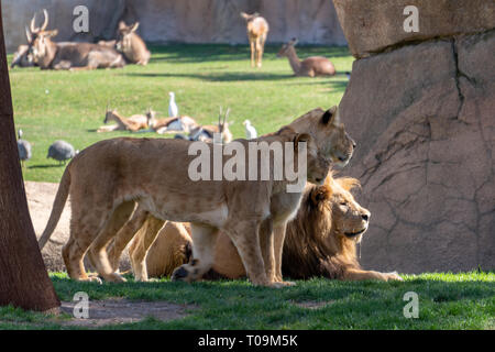 VALENCIA, Espagne - 26 février : Lion d'Afrique à l'Bioparc de Valence Espagne le 26 février 2019 Banque D'Images