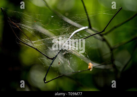 Les gouttes d'eau brillantes sur spider web vert sur fond de forêt en Lettonie. Spider web est web faite par le spider. Filet araignée dans la nature. Banque D'Images