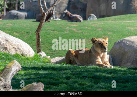 VALENCIA, Espagne - 26 février : Lion d'Afrique à l'Bioparc de Valence Espagne le 26 février 2019 Banque D'Images